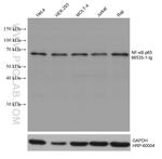 p65/RELA Antibody in Western Blot (WB)