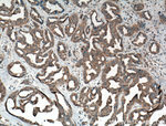 p65/RELA Antibody in Immunohistochemistry (Paraffin) (IHC (P))