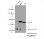 XRCC5 Antibody in Immunoprecipitation (IP)