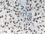 XRCC5 Antibody in Immunohistochemistry (Paraffin) (IHC (P))