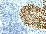 SOX2 (Embryonic Stem CellMarker) Antibody in Immunohistochemistry (Paraffin) (IHC (P))