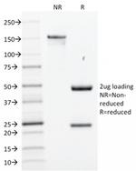 SOX2 (Embryonic Stem CellMarker) Antibody in SDS-PAGE (SDS-PAGE)