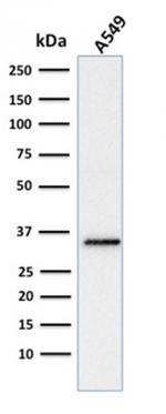 SOX2 (Embryonic Stem CellMarker) Antibody in Western Blot (WB)