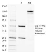 SOX2 (Embryonic Stem Cell Marker) Antibody in SDS-PAGE (SDS-PAGE)