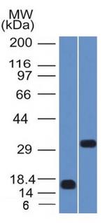 SOX2 (Embryonic Stem Cell Marker) Antibody in Western Blot (WB)