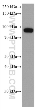 KAT2A/GNC5 Antibody in Western Blot (WB)