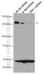 CD100 Antibody in Western Blot (WB)