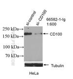 CD100 Antibody in Western Blot (WB)