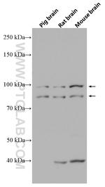 OPA1 Antibody in Western Blot (WB)