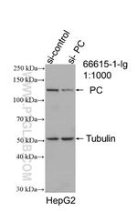 PC Antibody in Western Blot (WB)