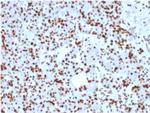 SOX9/SRY-box 9 Antibody in Immunohistochemistry (Paraffin) (IHC (P))