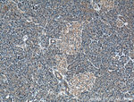 RIC8A Antibody in Immunohistochemistry (Paraffin) (IHC (P))