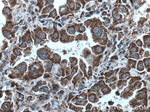 cIAP1 Antibody in Immunohistochemistry (Paraffin) (IHC (P))