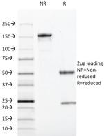 SOX10 (Melanoma Marker) Antibody in SDS-PAGE (SDS-PAGE)