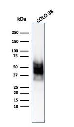 SOX10 (Melanoma Marker) Antibody in Western Blot (WB)