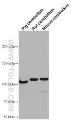 GRIK2 Antibody in Western Blot (WB)