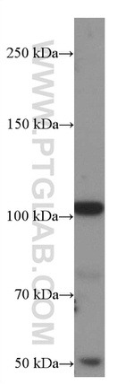 GRIK2 Antibody in Western Blot (WB)