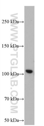 GRIK2 Antibody in Western Blot (WB)