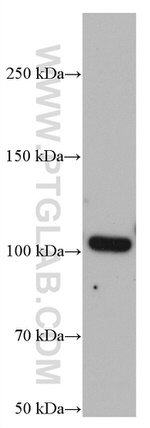 GRIK2 Antibody in Western Blot (WB)