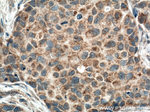FIS1 Antibody in Immunohistochemistry (Paraffin) (IHC (P))