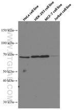 GRASP65/GORASP1 Antibody in Western Blot (WB)