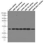 EIF4E Antibody in Western Blot (WB)