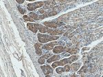 Beclin 1 Antibody in Immunohistochemistry (Paraffin) (IHC (P))