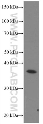 AKR7A2 Antibody in Western Blot (WB)