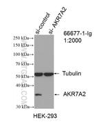 AKR7A2 Antibody in Western Blot (WB)