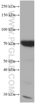 CALD1 Antibody in Western Blot (WB)