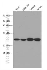 ATP5O Antibody in Western Blot (WB)