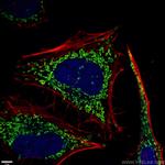 ATP5O Antibody in Immunocytochemistry (ICC/IF)