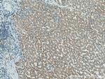 ATP5O Antibody in Immunohistochemistry (Paraffin) (IHC (P))