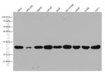 ATP5O Antibody in Western Blot (WB)