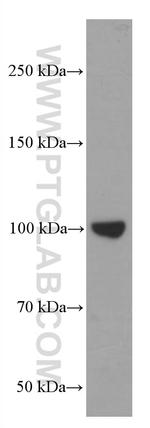 LIG4 Antibody in Western Blot (WB)