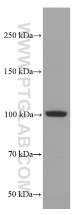 LIG4 Antibody in Western Blot (WB)