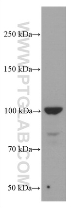 LIG4 Antibody in Western Blot (WB)