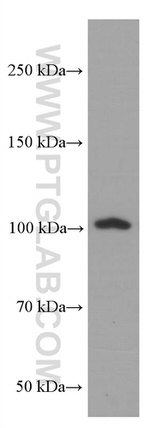 LIG4 Antibody in Western Blot (WB)