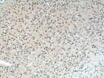 KIAA0652 Antibody in Immunohistochemistry (Paraffin) (IHC (P))