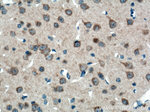 KIAA0652 Antibody in Immunohistochemistry (Paraffin) (IHC (P))