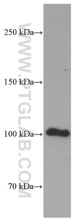 MAG Antibody in Western Blot (WB)