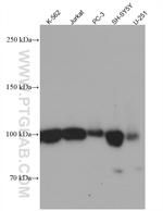 CD57 Antibody in Western Blot (WB)