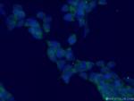 TPT1 Antibody in Immunocytochemistry (ICC/IF)