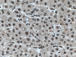 RBX1 Antibody in Immunohistochemistry (Paraffin) (IHC (P))