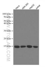 RBX1 Antibody in Western Blot (WB)