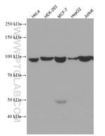 AGO2 Antibody in Western Blot (WB)