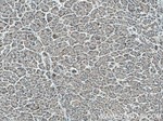 AGO2 Antibody in Immunohistochemistry (Paraffin) (IHC (P))