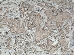 MRPS27 Antibody in Immunohistochemistry (Paraffin) (IHC (P))