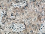 MRPS27 Antibody in Immunohistochemistry (Paraffin) (IHC (P))