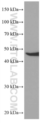 MRPS27 Antibody in Western Blot (WB)